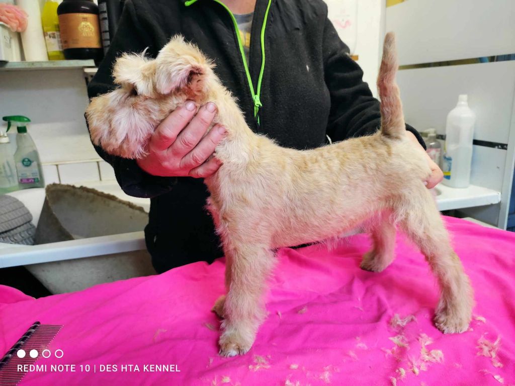 Des Regaires - Chiot disponible  - Lakeland Terrier