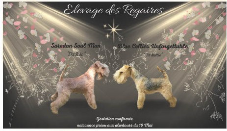 Des Regaires - Bébés lakeland nés le 9 mai 2026