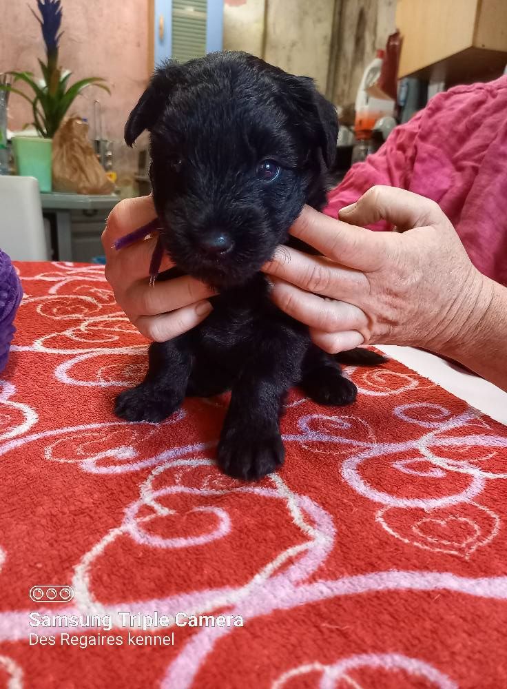 Des Regaires - Chiots disponibles - Schnauzer