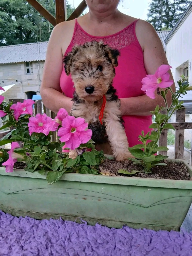 Des Regaires - Chiots disponibles - Lakeland Terrier
