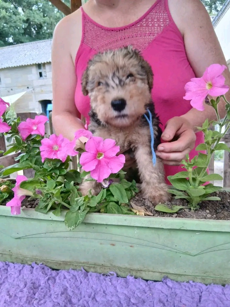Des Regaires - Chiots disponibles - Lakeland Terrier