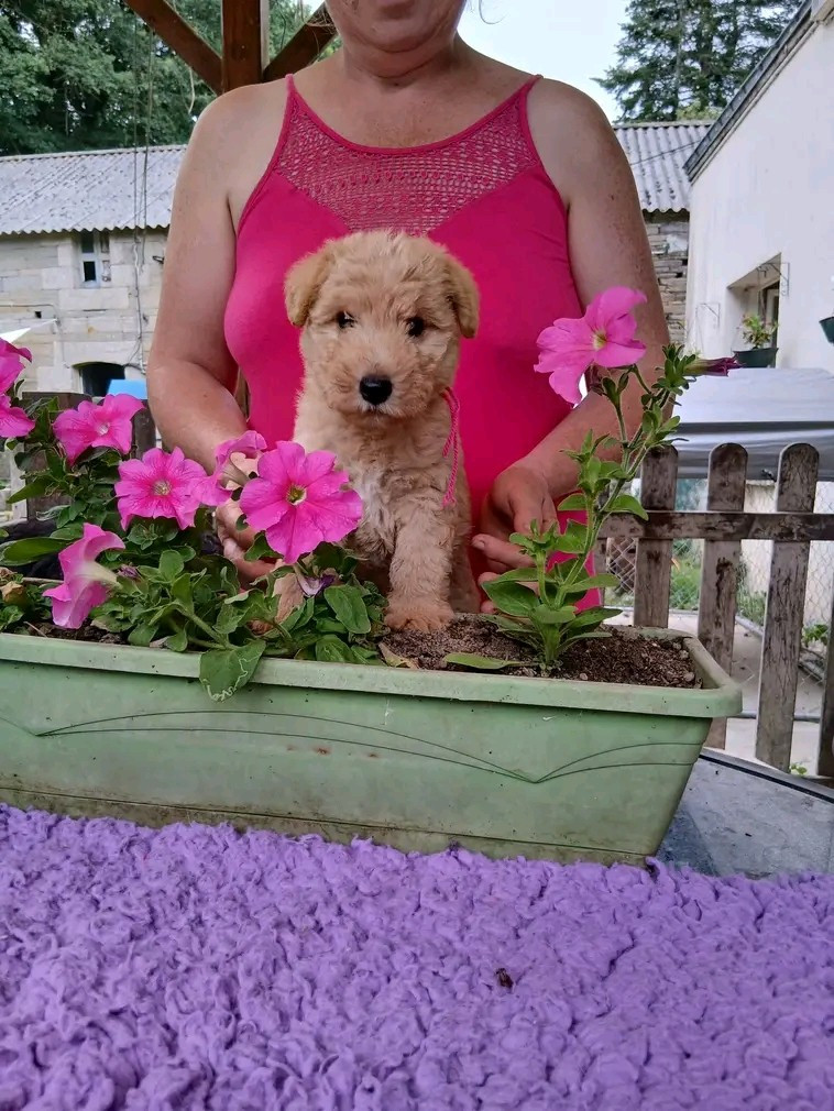 Des Regaires - Chiots disponibles - Lakeland Terrier