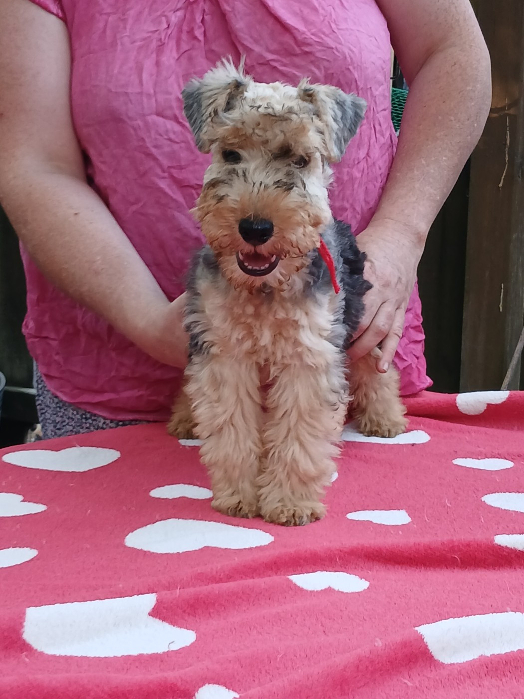 Des Regaires - Chiots disponibles - Lakeland Terrier