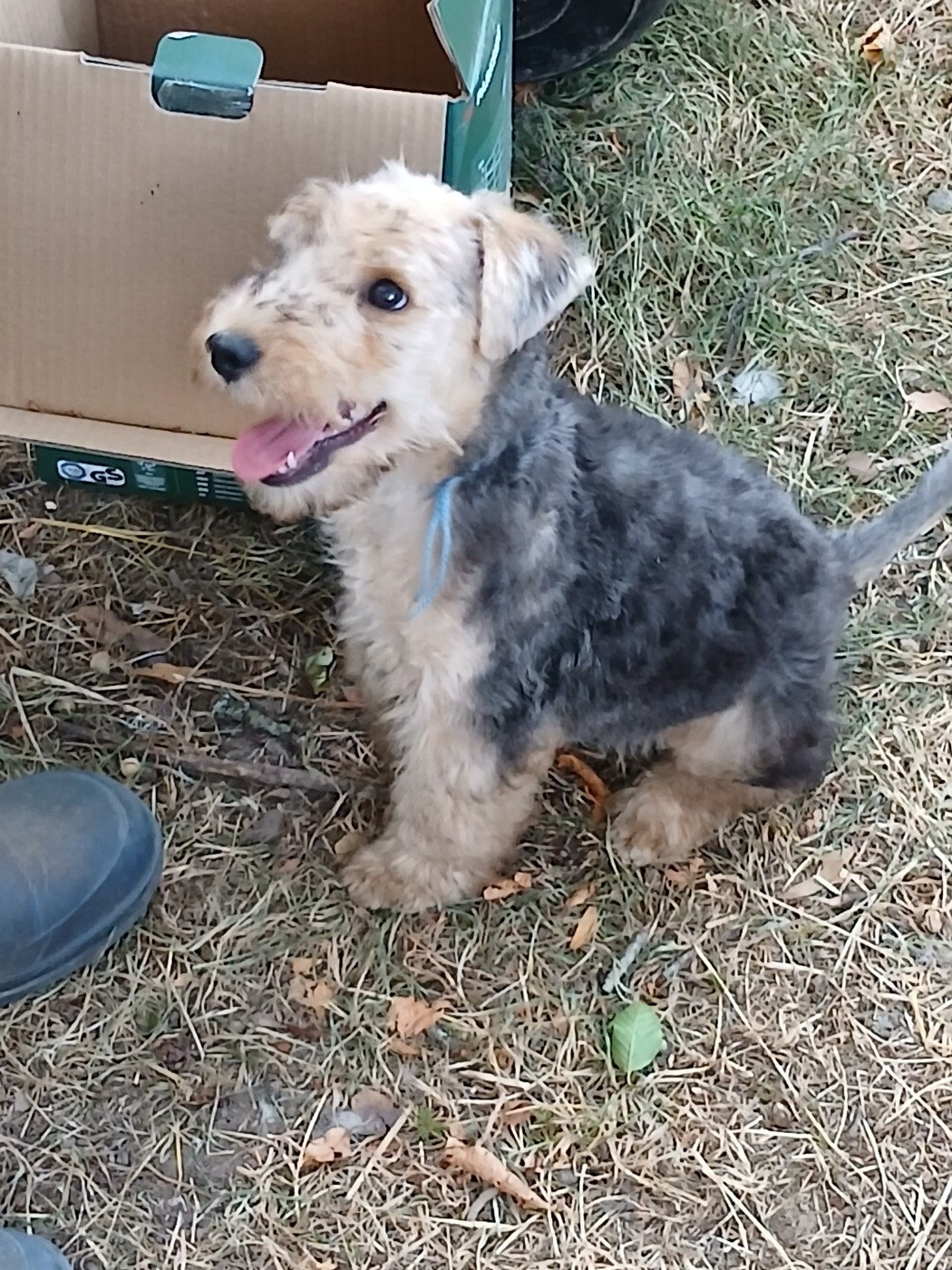 Des Regaires - Chiots disponibles - Lakeland Terrier