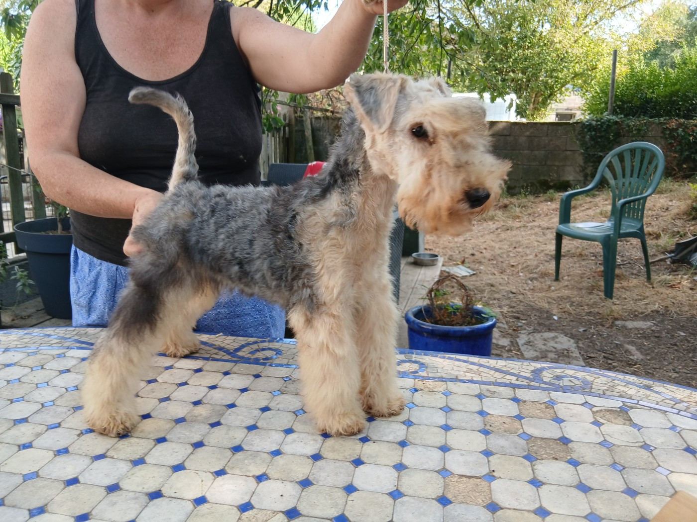 Des Regaires - Chiots disponibles - Lakeland Terrier