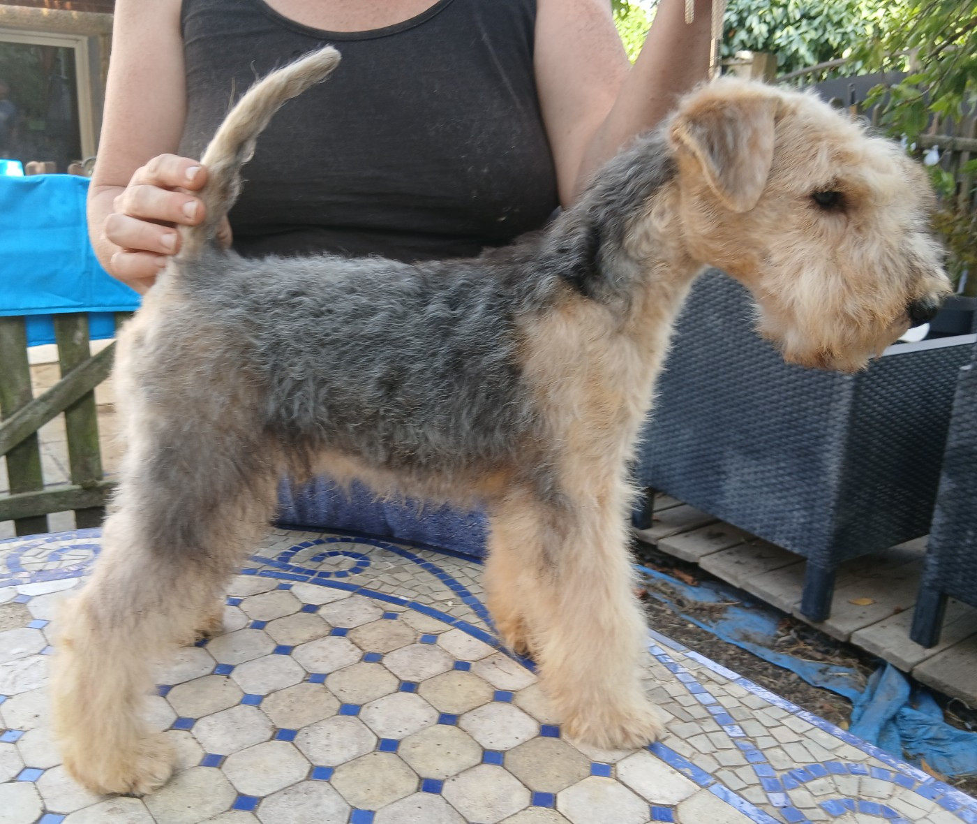 Des Regaires - Chiots disponibles - Lakeland Terrier