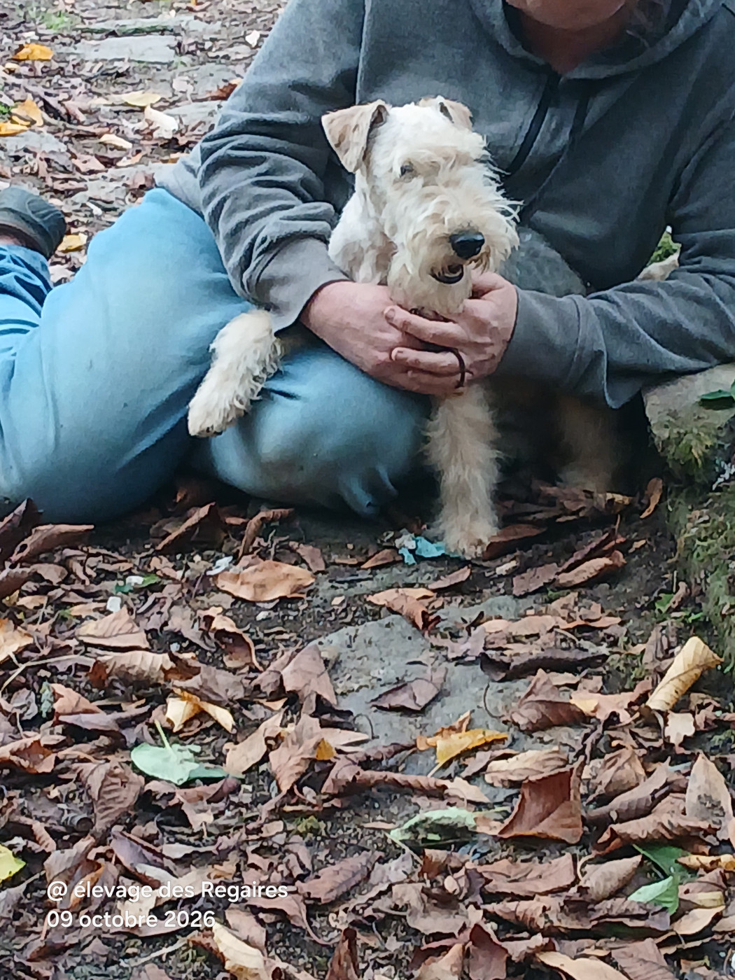 Des Regaires - Chiots disponibles - Lakeland Terrier