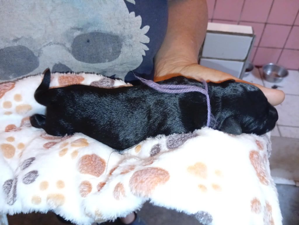 Des Regaires - Chiots disponibles - Schnauzer