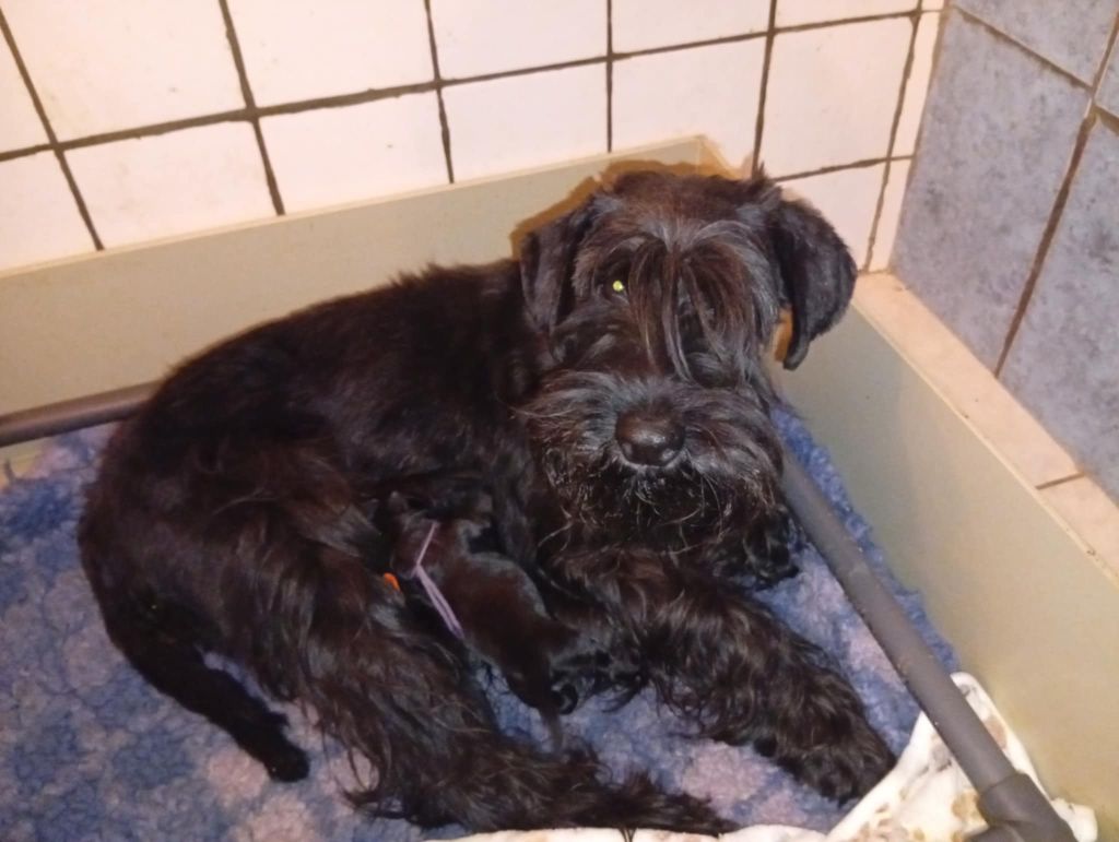 Chiot Schnauzer Des Regaires